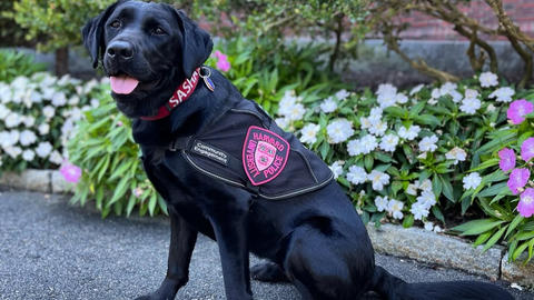 black lab dog