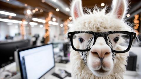llama attending a virtual meeting