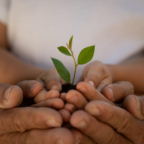 adult and child's hands